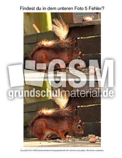 Fehlersuche-Eichhörnchen-Foto-1.pdf